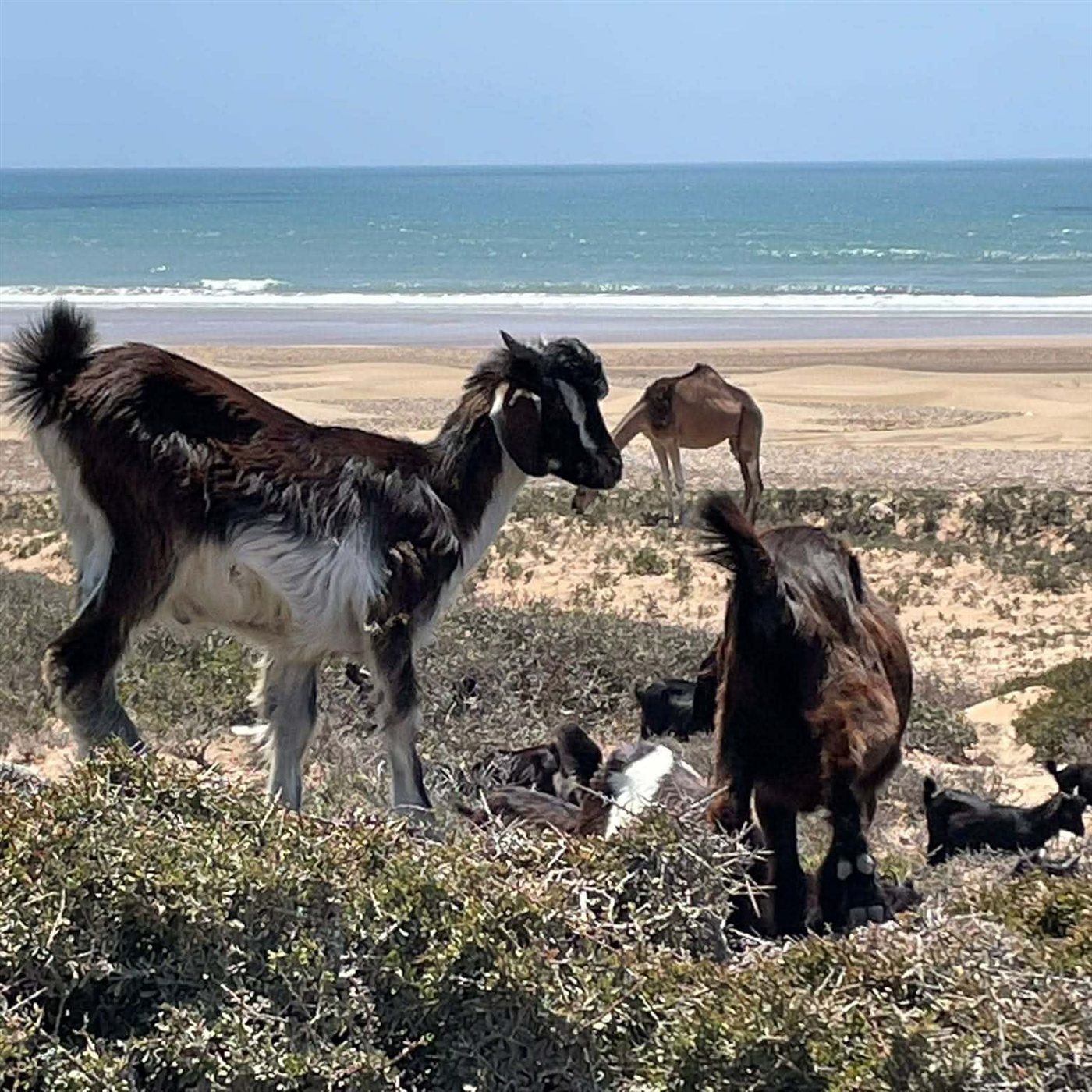 Chèvres et chameau sur la plage
